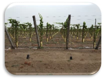 Planta Principal de Naturall Fruits en Lima